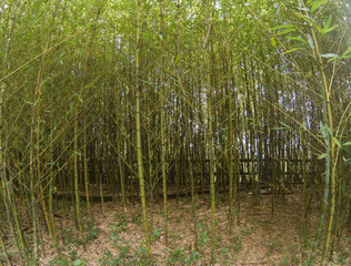 Obraz premium Bamboo