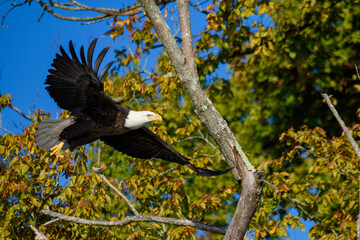 Bald Eagle