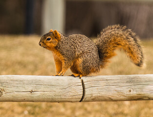 squirrel in the park