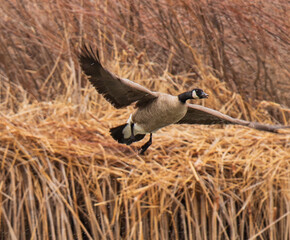 country goose in flight