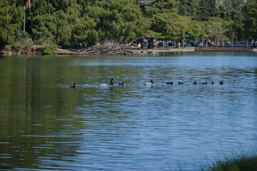 Cisne de cuello negro en los Lagos de Palermo