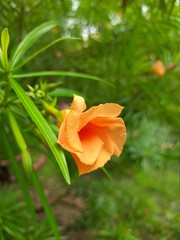 Beautiful Orange trumpet flower close-up