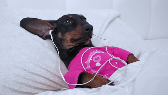 Dachshund puppy lies in bed under warm blanket and cannot sleep at night so it listens to relaxing music or interesting podcast using wired headphones. Information overload.