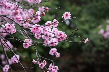 Pink plum blossom in spring