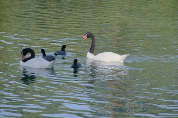 Cisne de cuello negro en los Lagos de Palermo
