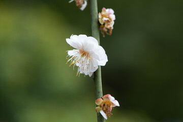 Obraz premium white plum blossom in spring