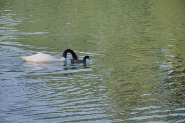 Cisne de cuello negro en los Lagos de Palermo
