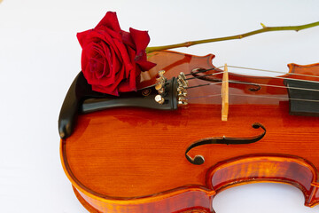 violin and red roses music romantic classic flowers love