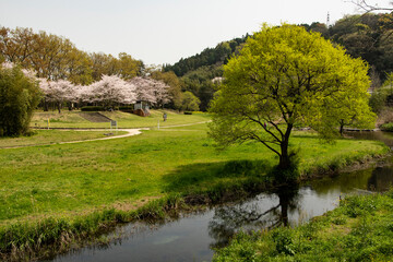 Fototapeta na wymiar 新緑と桜の公園
