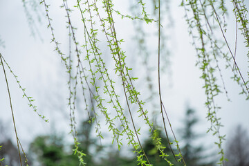 Spring willow new sprout tree © zhikun sun