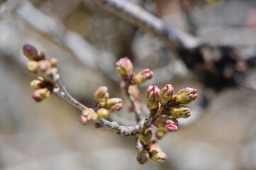 桜の蕾（ソメイヨシノ）