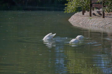 Cisne de cuello negro en los Lagos de Palermo