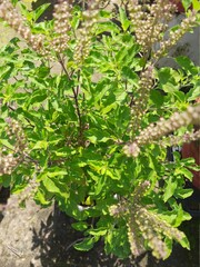 Holy basil (tulsi) leaves wallpaper