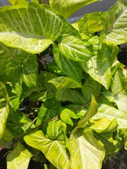 Syngonium plant foliage close-up image