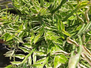 devil's backbone plant foliage close-up
