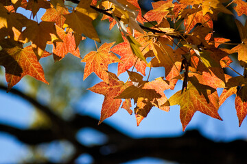 紅葉したモミジバフウ
