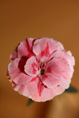 Pink flower blossom macro shoot Dianthus caryophyllus L. family caryophyllaceae modern background...