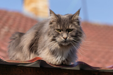 Maine Coon cat on the roof on a beautiful sunny day