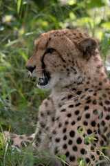 Naklejka na ściany i meble African cheetah, Masai Mara National Park, Kenya, Africa. Cat in nature habitat. Greeting of cats