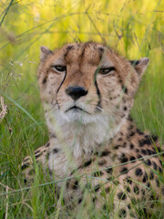 African cheetah, Masai Mara National Park, Kenya, Africa. Cat in nature habitat. Greeting of cats