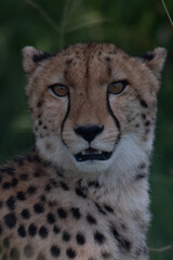 African cheetah, Masai Mara National Park, Kenya, Africa. Cat in nature habitat. Greeting of cats