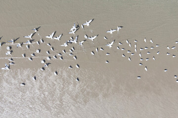 海　カモメ　空撮