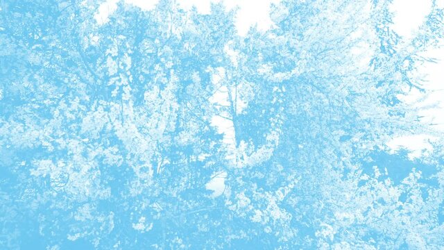 Light blue looped animation for backdrop. Springtime flowers parade over branches scrolling in background.