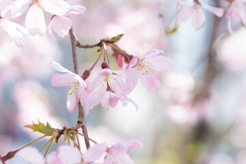 ピンク色のしだれ桜、花びらのクローズアップ