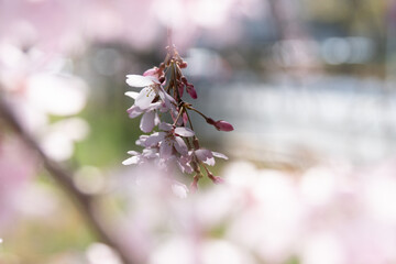 ピンク色のしだれ桜、花びらのクローズアップ