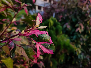A small color-full hibiscus flower plant leaf in the morning in India.