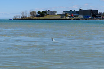 ring-billed gull