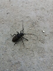 beatle