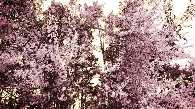 Parade of white and pink spring flowers in close-up, trees in background in double exposure, with a soft white and golden light. Beautiful and decorative springtime scenery, animation seamlessly loopi