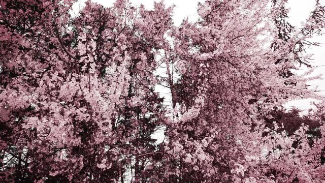 White and pink flowers scrolling horizontally, springtime animation. Dark brown trees and light in the background. Nice looping animation for the backdrop.