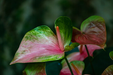 Anthurium Pandola Flower close-up