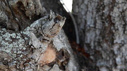 Old tree bark