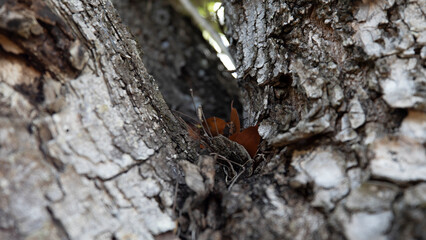 Old tree bark