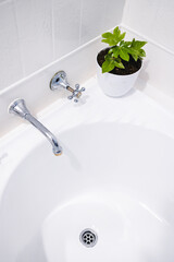 maple plants in pot indoor as home decor in white bathroom on top of bathtub