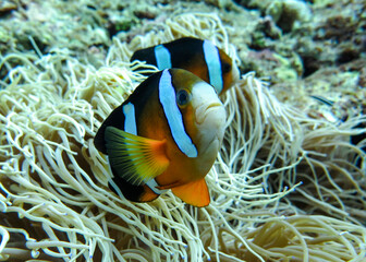 Naklejka na ściany i meble Amphiprion fish among filaments of sea anemones t the bottom of the Indian Ocean
