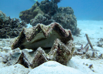 A large sea shell on the white coral sand at the bottom of the ocean