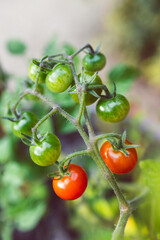 close-up of tomato plant outdoor in sunny vegetable garden