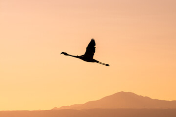 Fototapeta na wymiar flamingo flying at sunset