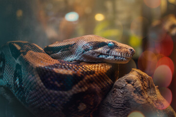 serpiente