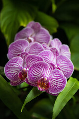 Obraz na płótnie Canvas Purple and white orchids close-up