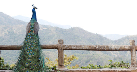Peacock perched on the fence on a clear day with the mountains in the background.