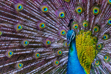 Obraz premium Peacock - peafowl with open tail, beautiful representative exemplar of male peacock in great metalic colors