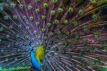 Fotobehang Peacock - peafowl with open tail, beautiful representative exemplar of male peacock in great metalic colors © CravenA