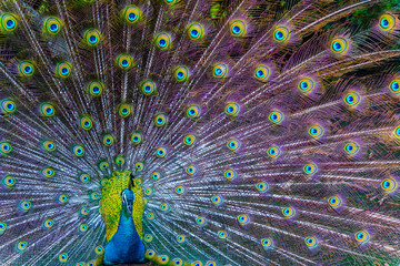 Obraz premium Peacock - peafowl with open tail, beautiful representative exemplar of male peacock in great metalic colors