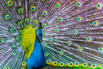 Fototapeta premium Peacock - peafowl with open tail, beautiful representative exemplar of male peacock in great metalic colors