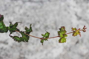close-up of green japanese maple plant branch outdoor in sunny backyard leaning over concrete patio flooring